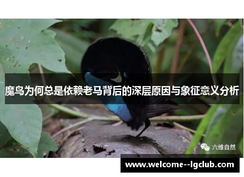 魔鸟为何总是依赖老马背后的深层原因与象征意义分析